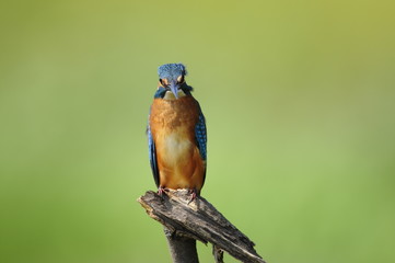 Common Kingfisher