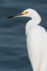 Snowy Egret