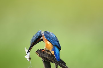 The Common Kingfisher (Alcedo atthis)