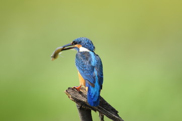 The Common Kingfisher (Alcedo atthis)