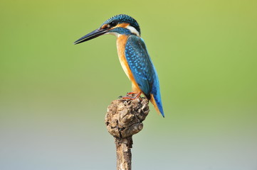 The Common Kingfisher (Alcedo atthis)