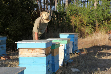 Beekeeper inspecting bees