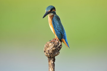 The Common Kingfisher (Alcedo atthis)