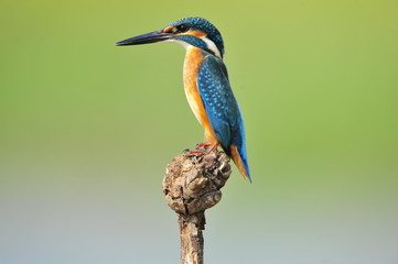 The Common Kingfisher (Alcedo atthis)