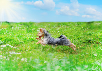 dog playing in the park