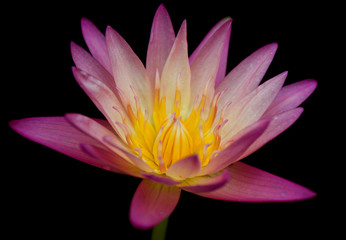 flowers pink : lotus pink