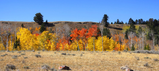 Panoramic view of Aspen trees at his peak colors