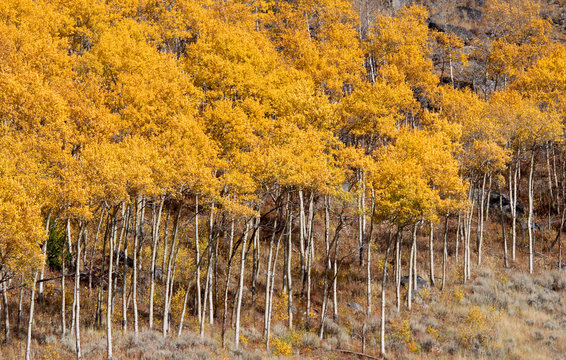 Yellow Aspen Trees In Colorado In Autumn Time