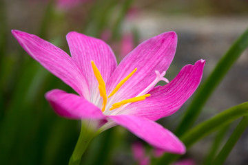 Fototapeta na wymiar flowers pink :Zephyranthes Lily, Rain Lily ,Fairy Lily