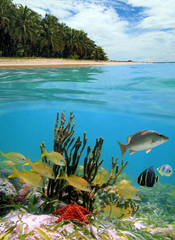 Above and below sea surface, tropical beach with coconut trees and fish with a starfish and sponge underwater, Caribbean sea