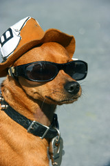 Dog with glasses