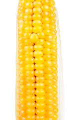 Corn on the Cob on White Background