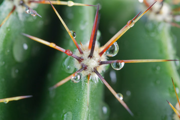 drops of water on a cactus