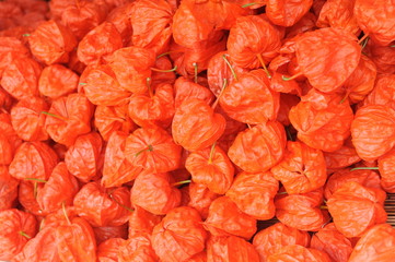 Chinese lantern plants