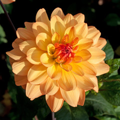 Dahlia