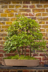 Fototapeta na wymiar Bonzaï (arbre miniature en modèle réduit)