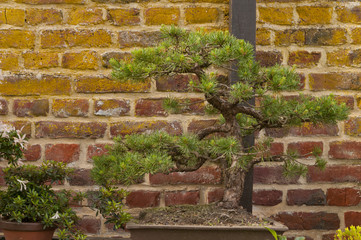 Bonzaï (arbre miniature en modèle réduit)