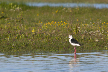 Echasse blanche au marais