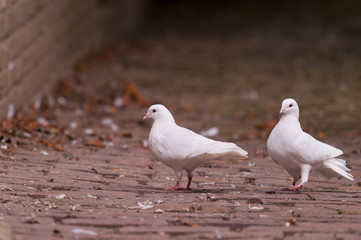 Colombe (pigeon blancs)
