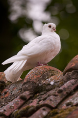 Colombe (pigeon blancs)