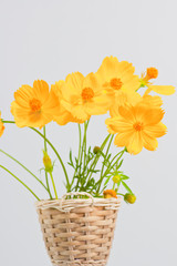Marigold on a background