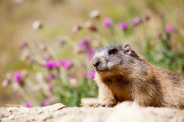 Parco Nazionale dello Stelvio - Marmotta