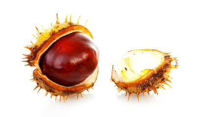 One open chestnut in closeup over white background