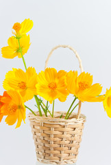 Marigold on a background