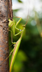 Praying Mantis