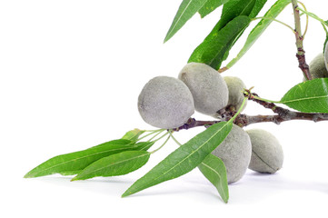 green almonds