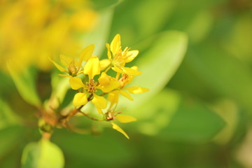 キントリオノの花