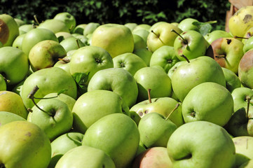 Äpfel