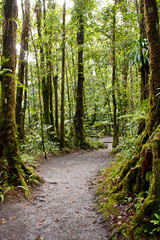 Obraz premium Trail Through Rain Forest