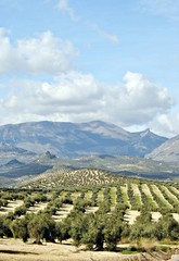 Campo de olivos en Ja&eacute;n, andalucia