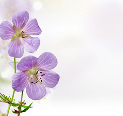 lovely purple flowers background