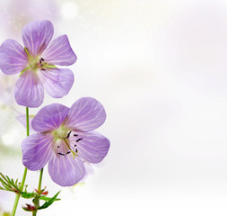 Obraz premium lovely purple flowers background