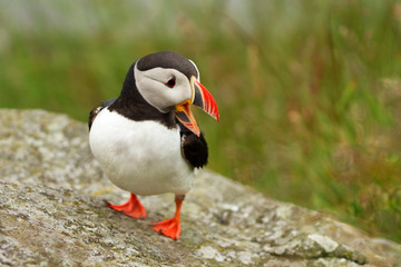 Puffin