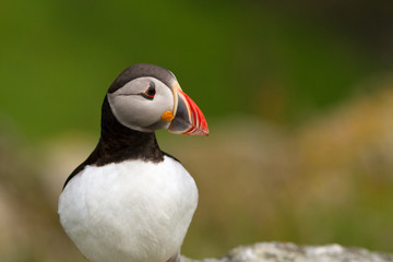 Naklejka premium Puffin