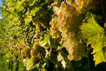 Weinreben 11.145