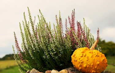 Landschaft mit Heidekraut