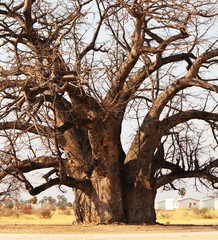 Fototapeta na wymiar Baobab