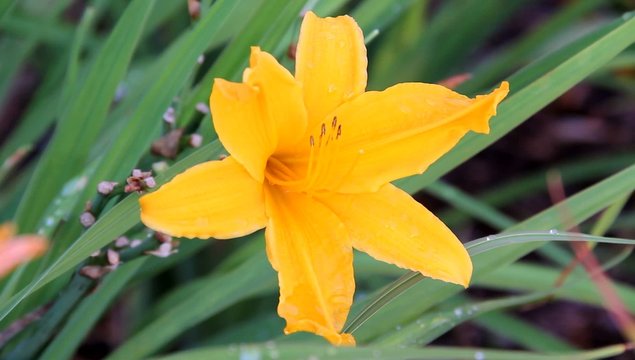 Blume