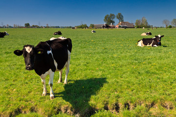 Grassland with cows