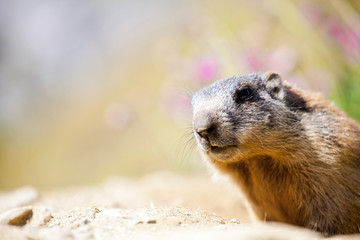 marmotta curiosa