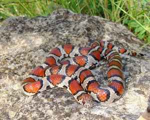 Red Milk Snake, Lampropeltis triangulum syspila