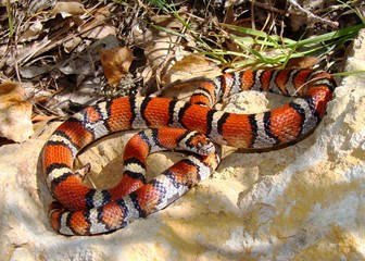 Red Milk Snake, Lampropeltis triangulum syspila