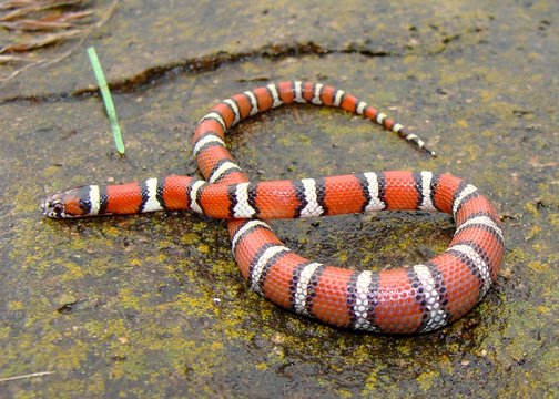 Juvenile Red Milk Snake, With Lizard In Belly