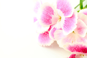 Naklejka na ściany i meble Dianthus / Gift Flower
