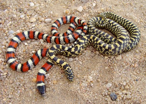 Lampropeltis, Speckled Kingsnake and Central Plains Milk Snake