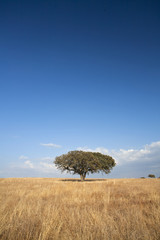 single tree in the field - Alentejo - Portugal © Ana de Sousa